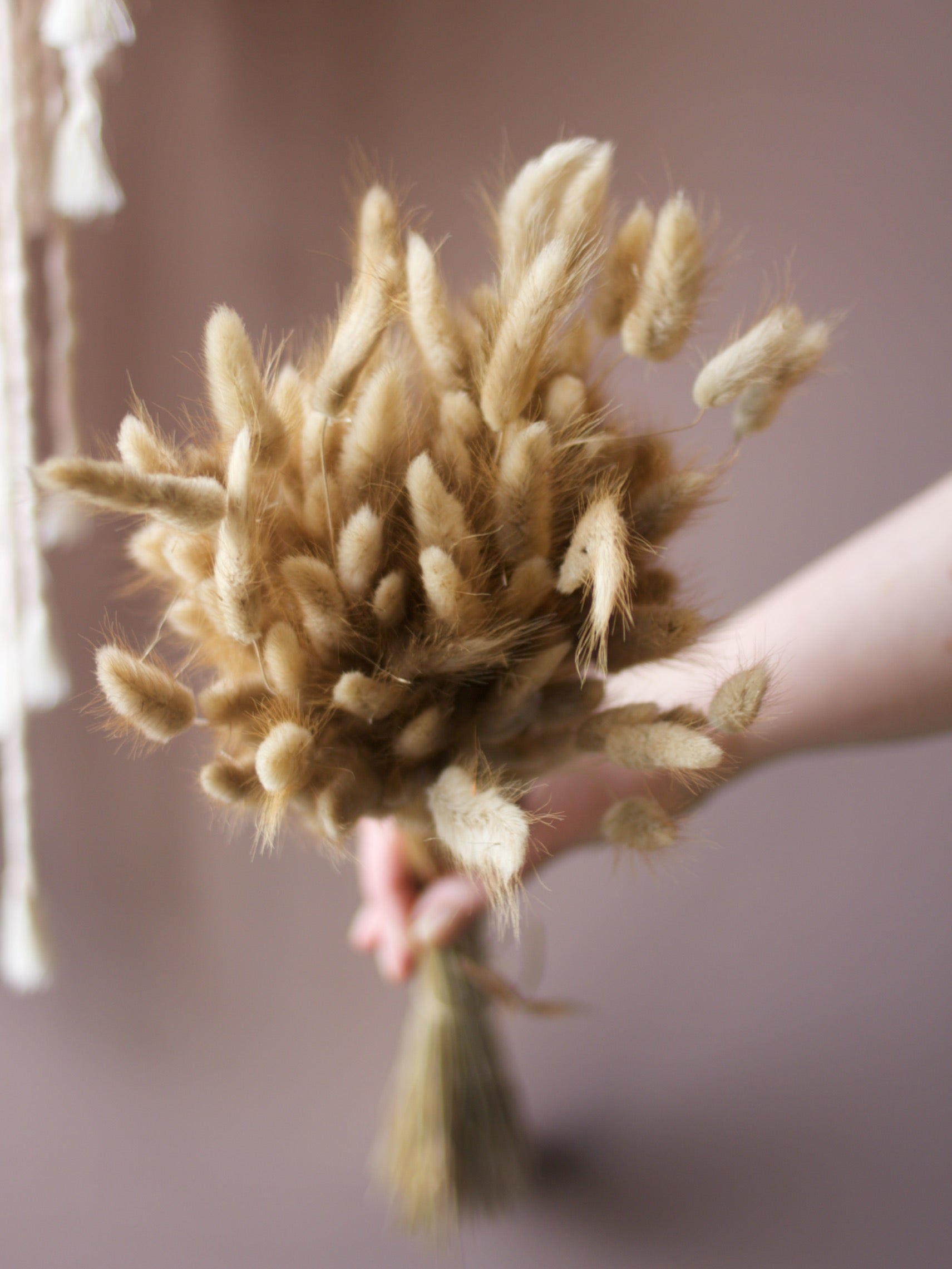Dried bunny tails