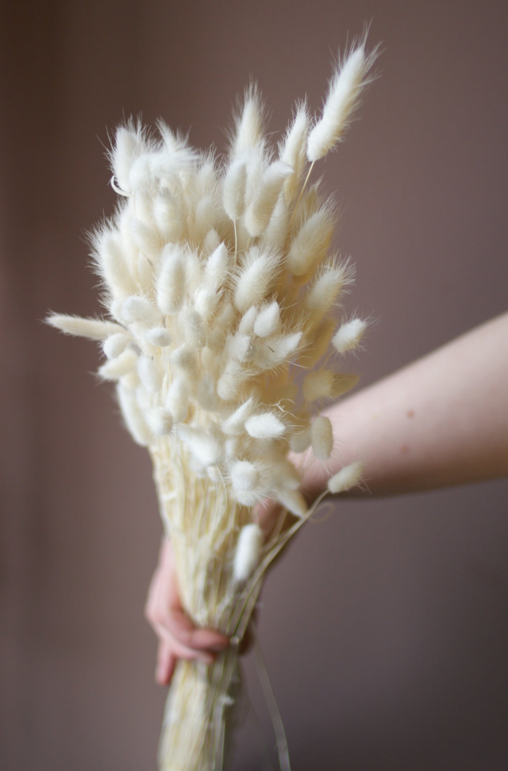 Dried bunny tails