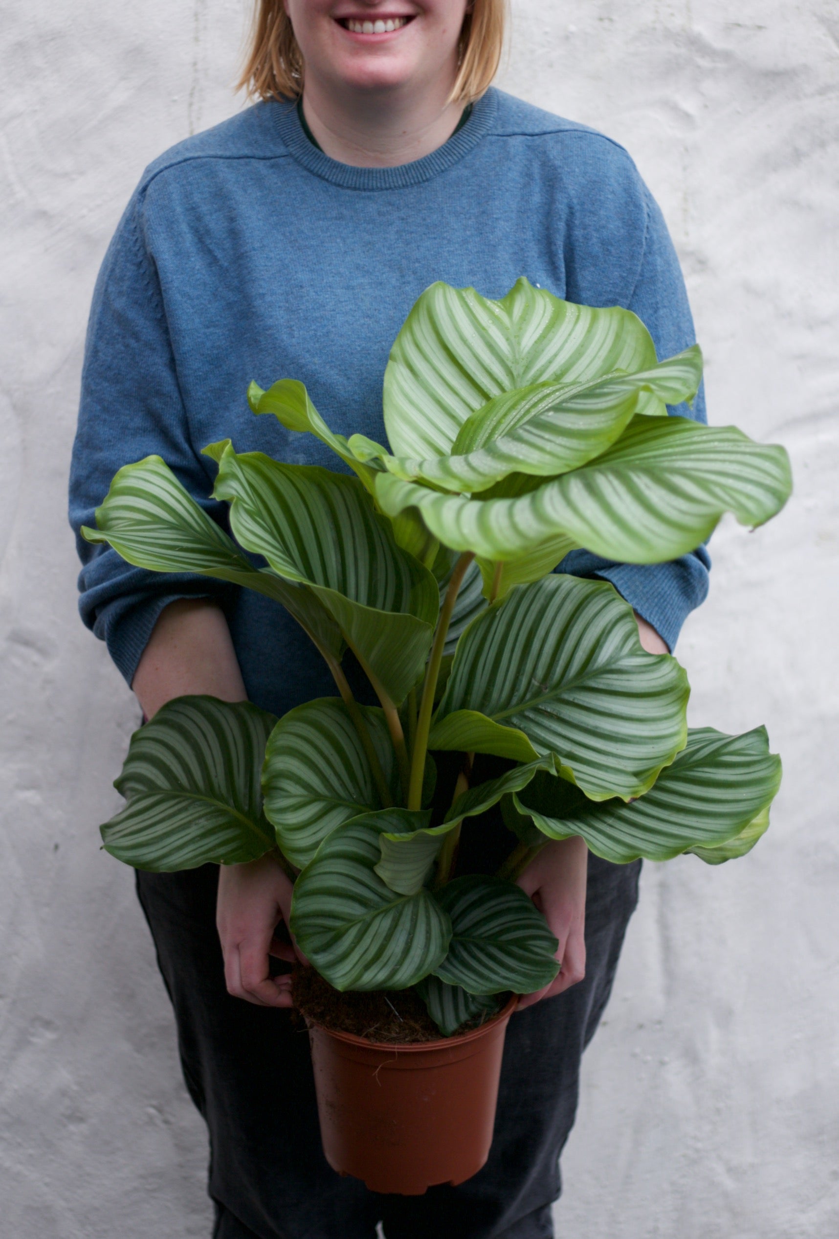 Calathea XL