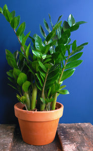 ZzPlant (Zanzibar Gem)
