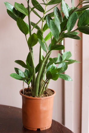 ZzPlant (Zanzibar Gem)