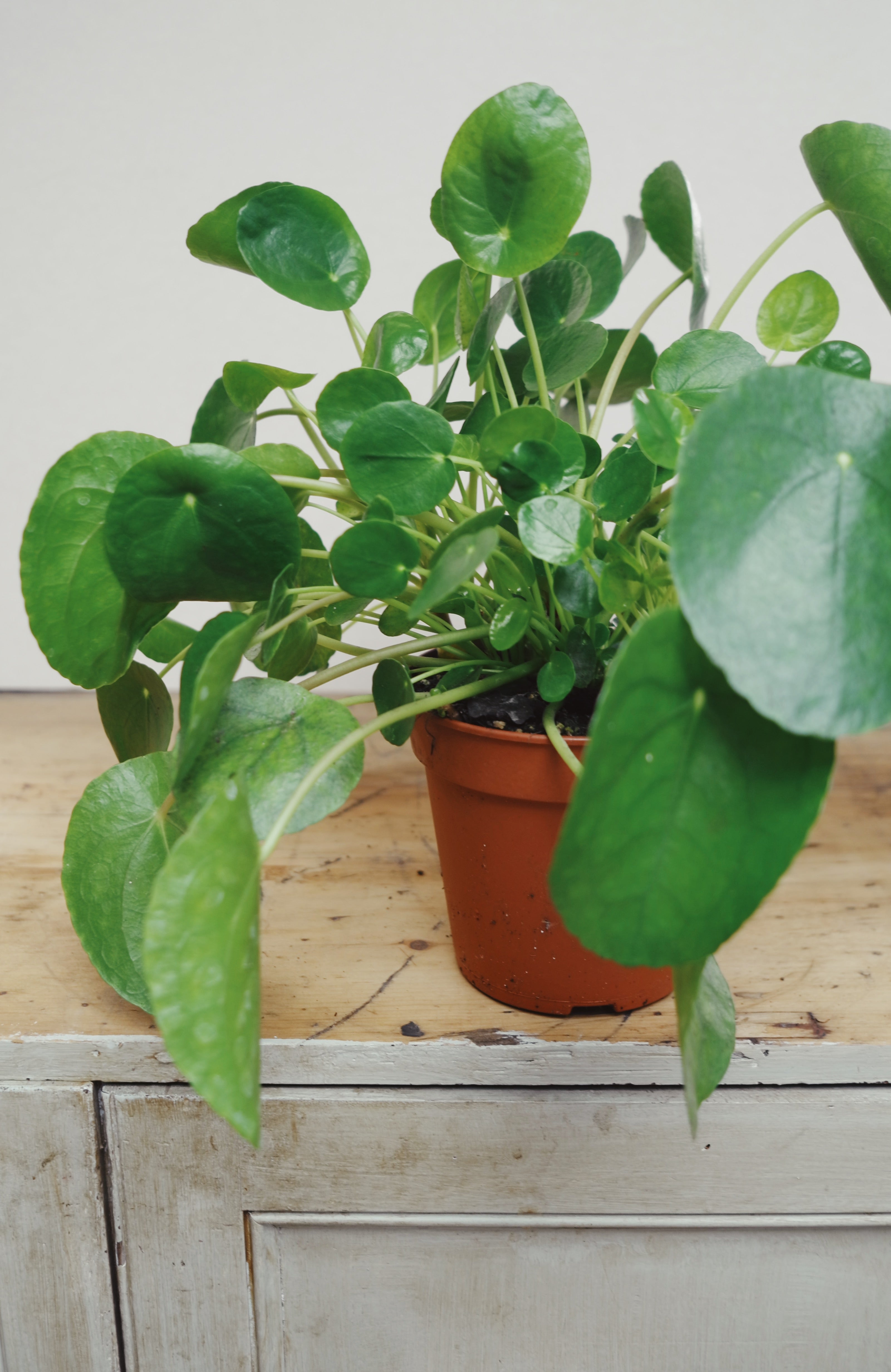 Pilea (Chinese money plant)