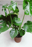 Monstera (medium)