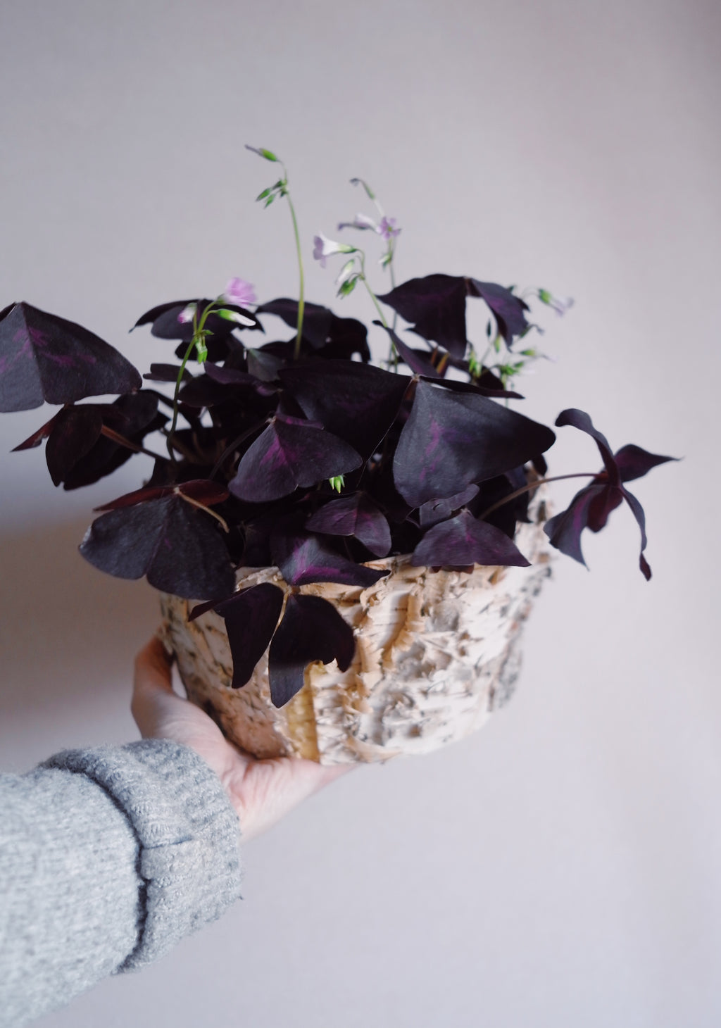 Oxalis ‘purple shamrock"