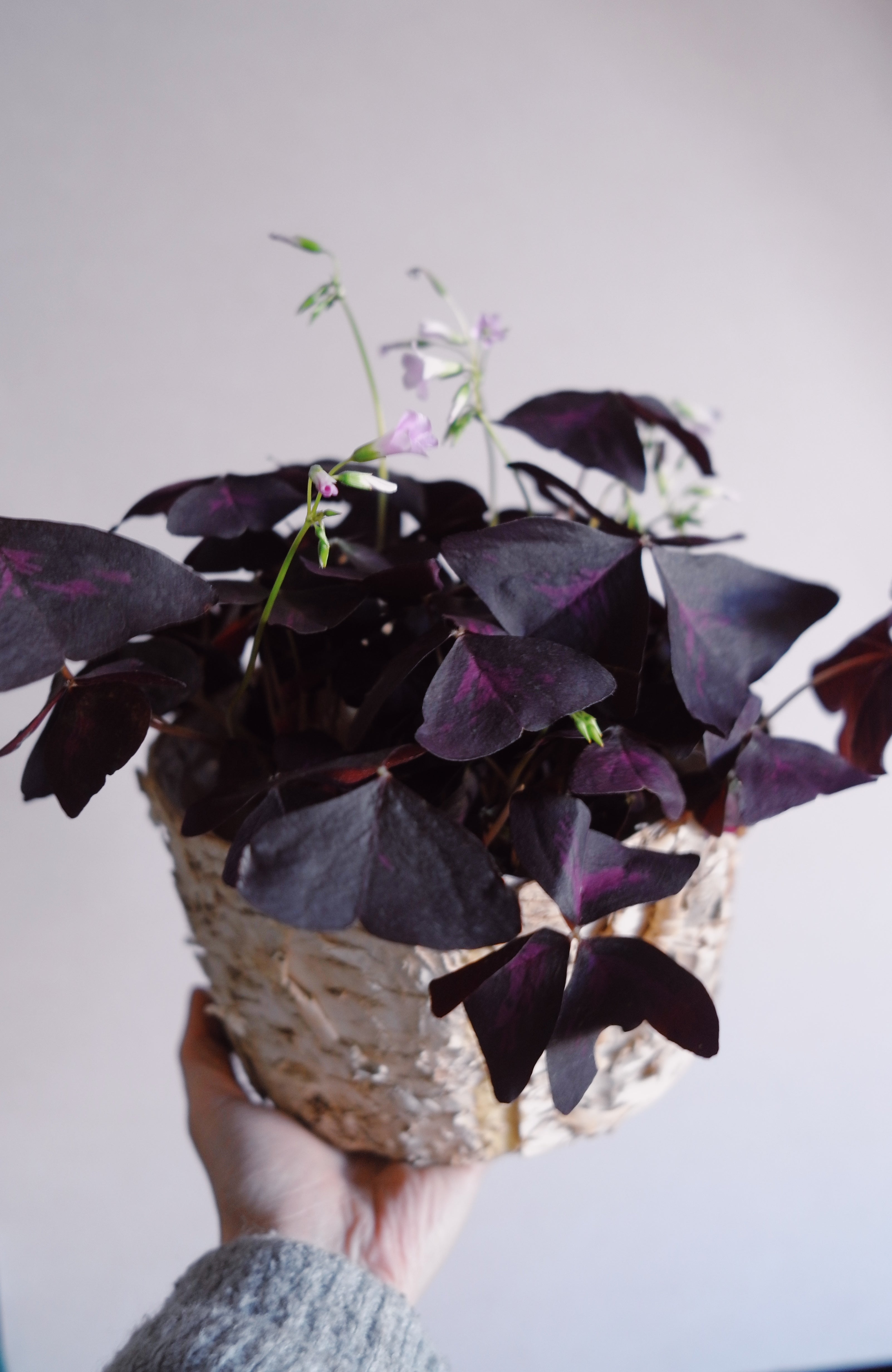 Oxalis ‘purple shamrock"