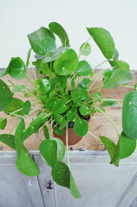 Pilea (Chinese money plant)